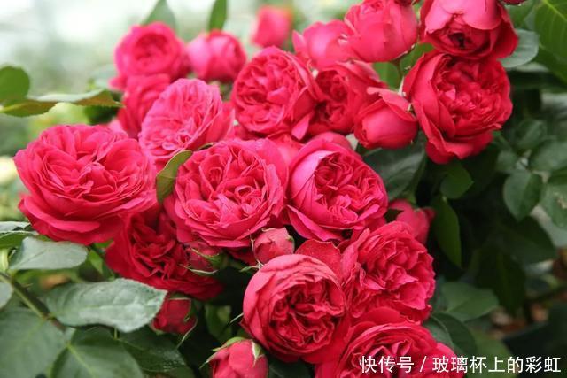红色龙沙宝石月季花蕾打不开,这个原因很容易被花友忽视