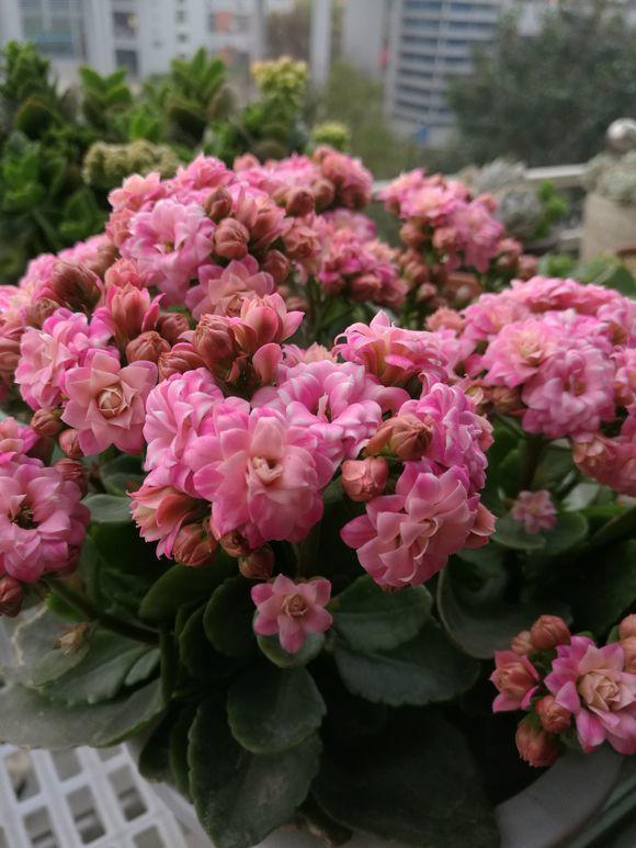 长寿花换土，切记避开“生死季”，换个时间段，沾土就生根