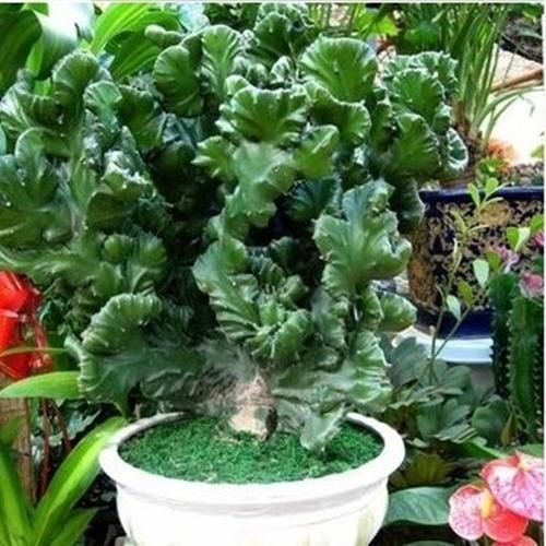 3种其貌不扬的植物,养一盆家里变成“天然氧吧”,是盆栽佳品