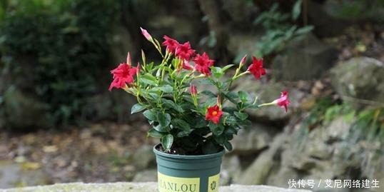 最适合懒人养护的这些花,不用费心养护,就可花开繁盛!