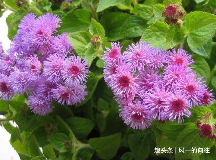 芳香|此花花姿妖娆，紫色的花朵散发着沁人心脾的芳香，令人心旷神怡