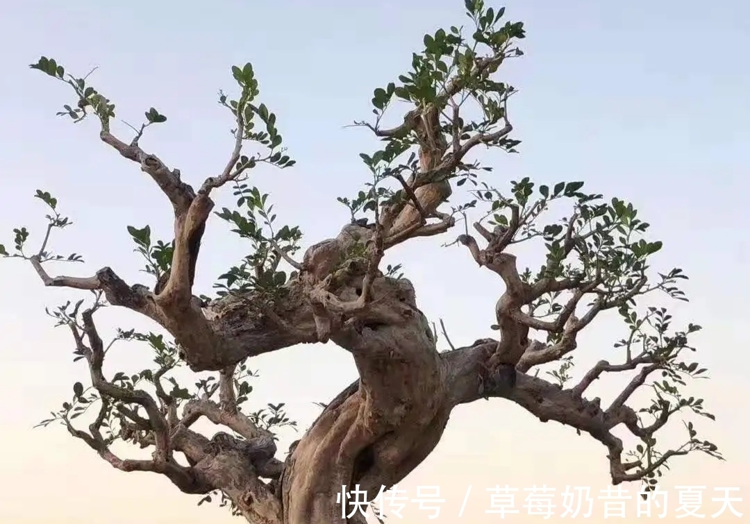 杂木类|缩剪技法,掌握1功能3部位,专治盆景造型散乱