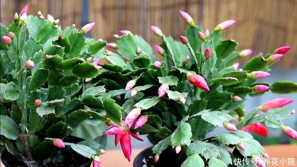 天气转凉,入手5种花,养一段时间就能长满花苞