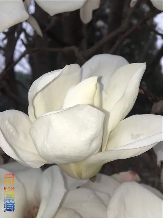 花海！梅花、玉兰、海棠、杏花，你要的醉人春色都藏在北京这座公园里！