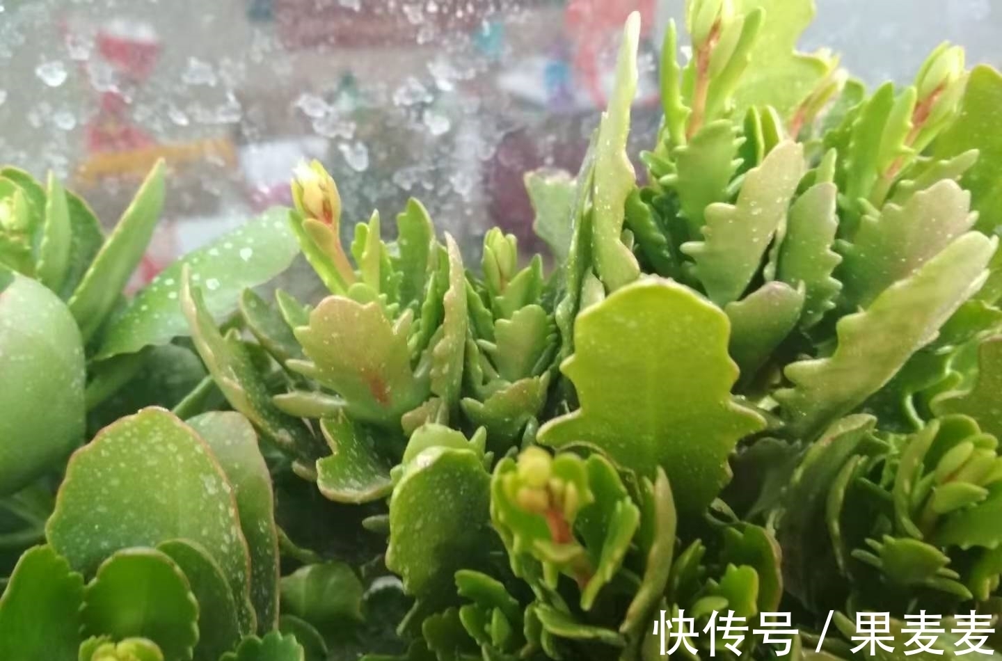 花期|为什么你的长寿花养不活？看我是如何将长寿花养的粗又壮的！