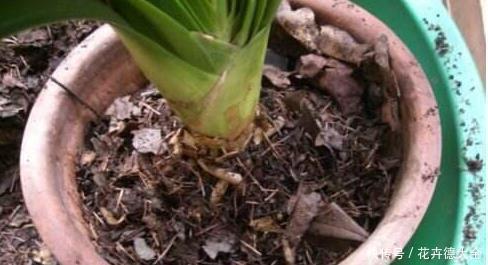 小技巧|家里养君子兰,一个施肥小技巧,叶片长得又厚又大,花开得非常多