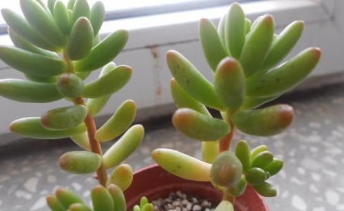 养多肉虹之玉，注意此4点，叶子红绿相间，像圣诞树和老人