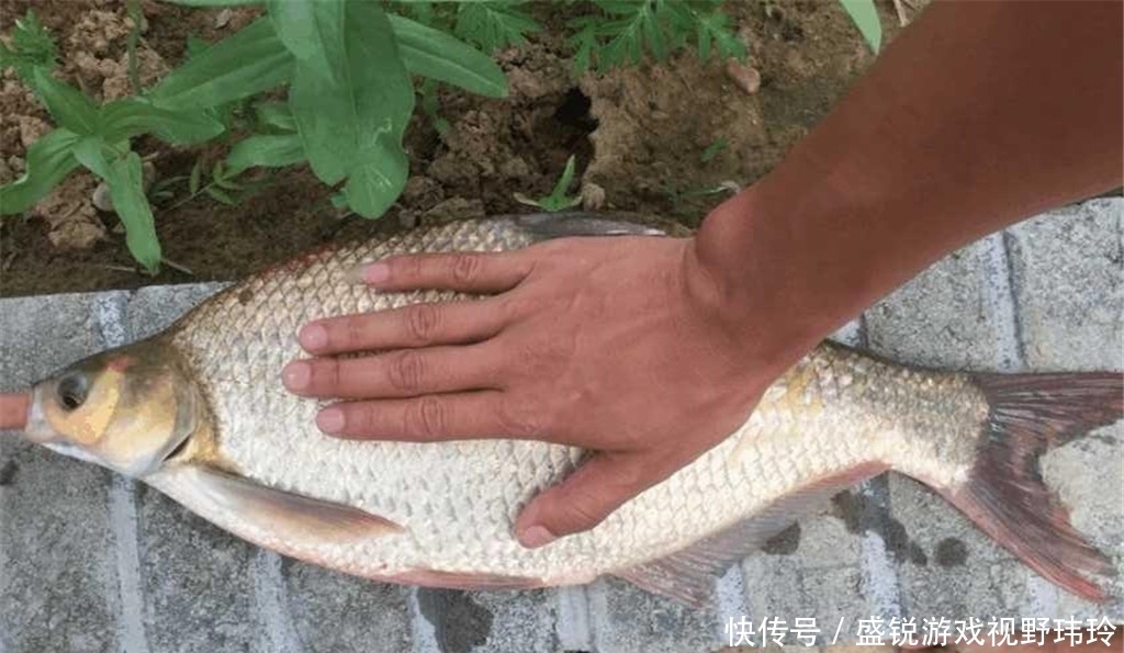 饵料入水即化?开饵时多一个步骤,有效提升附钩性