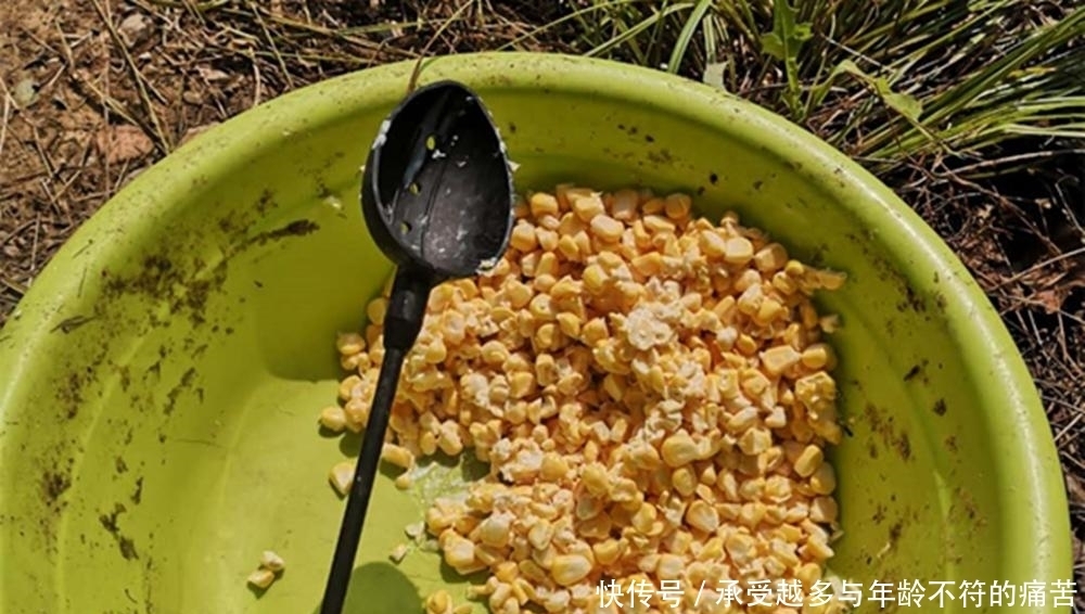 晚春手竿钓草鱼,用这些味道“清爽”的饵料,气温越高效果越好