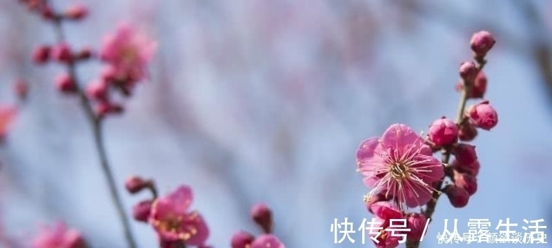 梅花#高僧在大雪纷飞的清晨,见到了雪中的梅花,信手拈来写下一首诗!