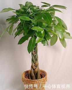 花卉|养花不能太勤快,这些懒人花,小盆种少浇水,越长越美!