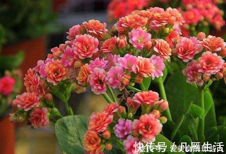 4种便宜花，阳台养几盆，花开香飘溢满屋，阳台变温馨花园
