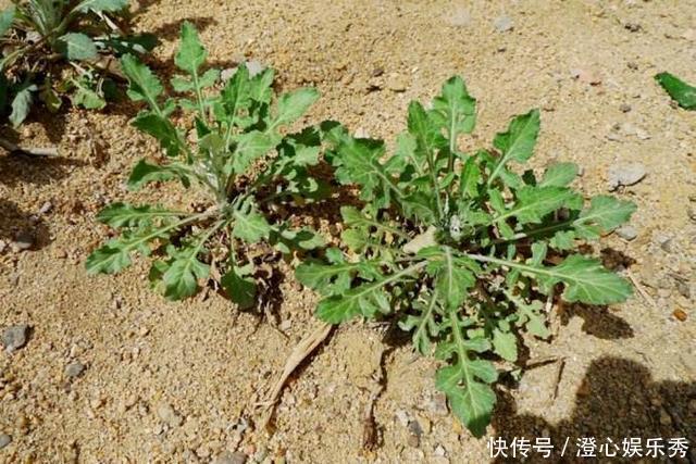 生在水塘边的野草,人称“花苦荬”,都拿来喂猪,它可是珍贵药材