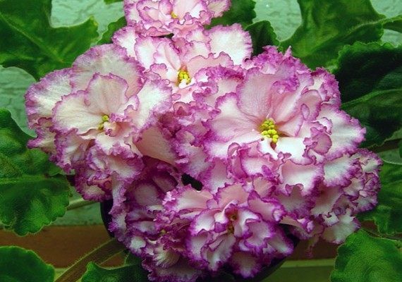 盆栽|这种盆栽花卉,不仅漂亮而且好养,种在室内一年四季都能开花!