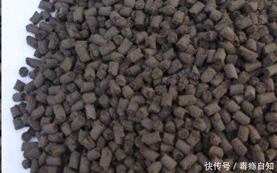 君子兰养了好几年，就是不开花，用了这个小技巧，一下开了几十朵！