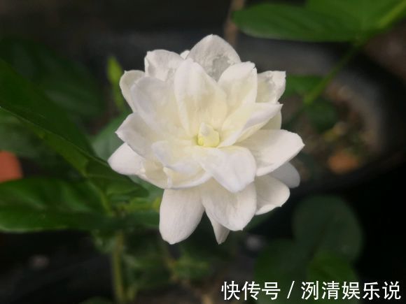 湿度|新买的裸根茉莉花苗怎么养6个处理妙招，分枝茂密提前开花闻香