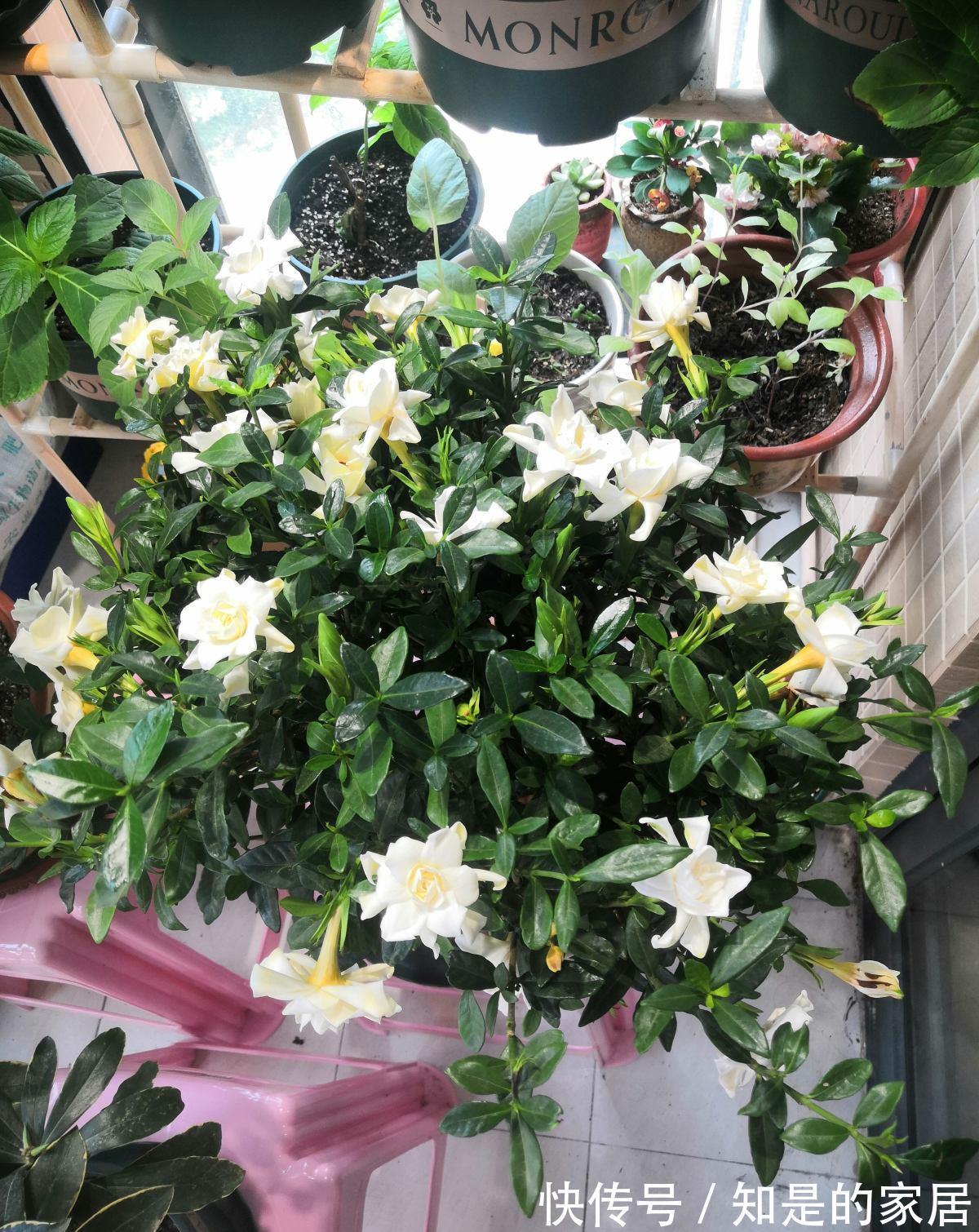 多元素|5种“漂亮花”,秋天乱修剪?小心来年,一年没花看