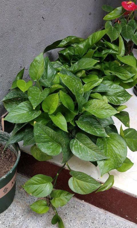 肥料|绿萝养不好，换个“浇水”方式，叶片绿的滴油，疯长不停