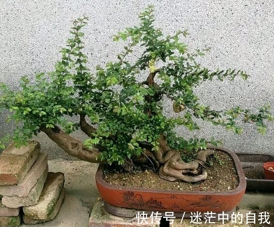 修剪|雀梅被誉为“镇宅树”,春夏养长得比冬日快1倍,制成盆景超值