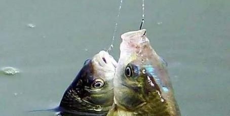 大鲫鱼的“哭泣”躲在河中心都没用，最终沦为钓鱼人的盘中餐？