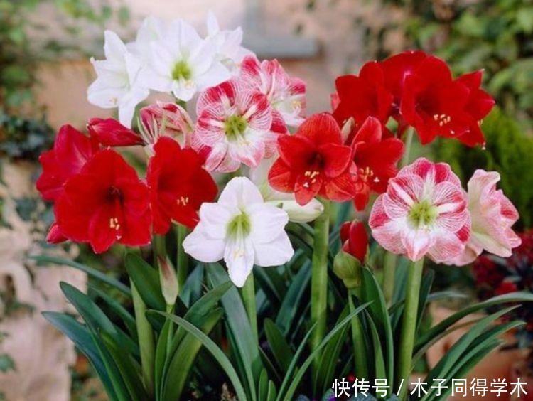 4种花便宜又好看,开花漂亮花期长,好养又漂亮