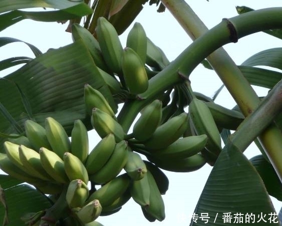 外公把坏香蕉埋在花盆里，竟长出不一样的盆栽，全家人都看呆了！