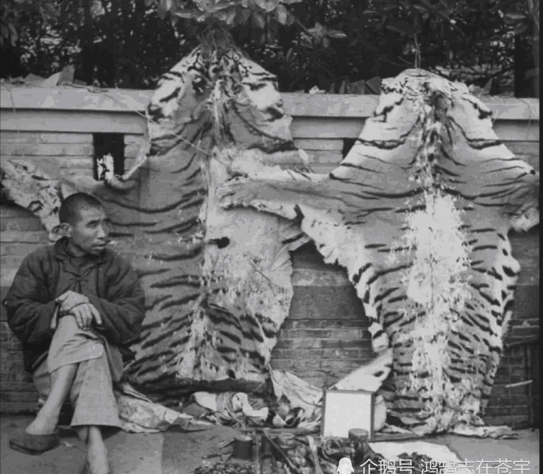 照片|清末罕见照片,小妾在正妻面前噤若寒蝉,图九男子挂两张虎皮练摊