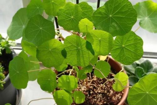 金莲|好看又好养的旱金莲，盆栽抓住这4个要点，花墙、花帘子全有了