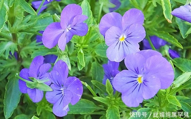 角堇|喜欢牡丹，不如养盆“优良玫瑰”苹果挞，似粉黛佳人，赏心悦目！