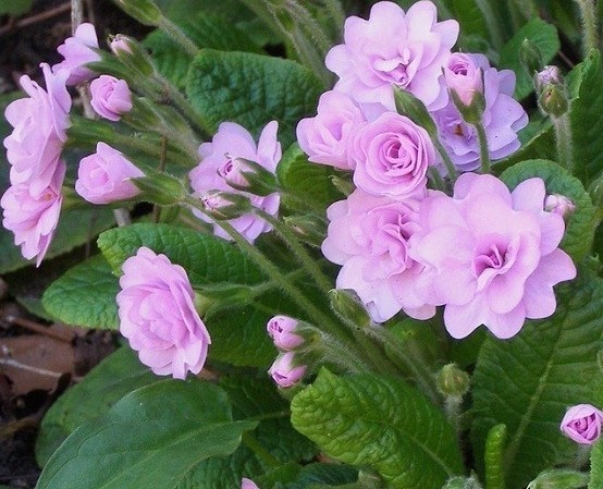 养个名字好听还早开花的花卉，开花比玫瑰好看，简单养一下就爆盆