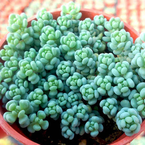 多肉植物长不好盆里埋一宝贝,一周长出大白根,新叶侧芽一起长