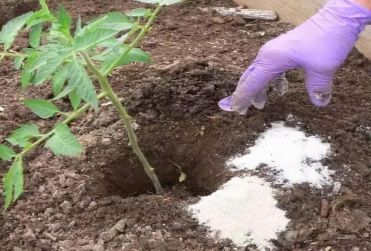 牛人自制2种生根液，2元让根系疯长1年，花卉一天一个样