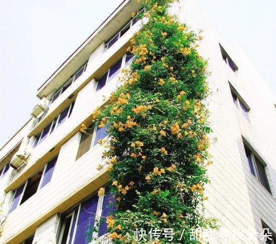 三角梅|6种“爬藤花”,美上天际,种上一株,就能赏几十年!