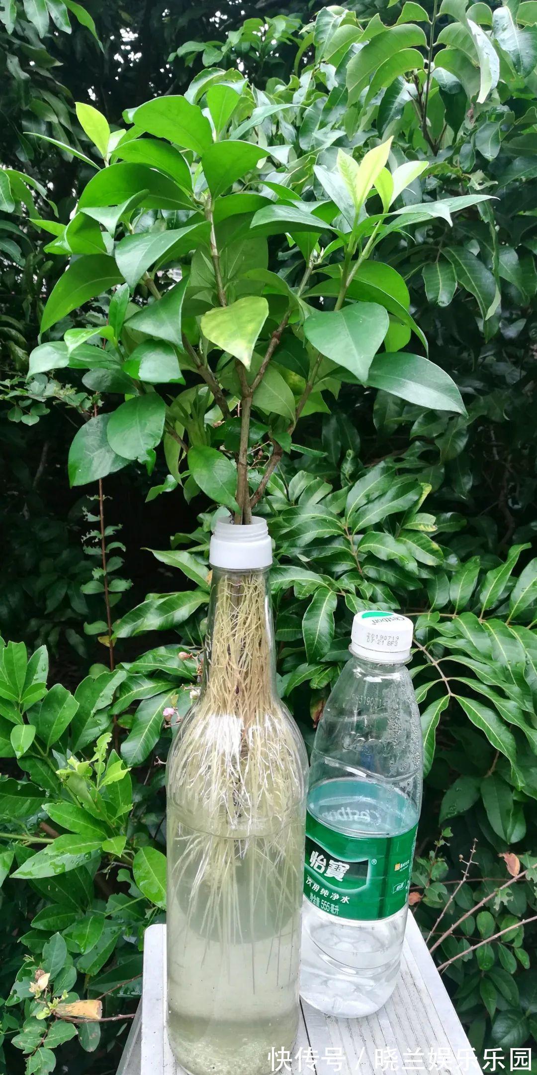 最难养的7种花,丢水里反而蹭蹭长,根系长满瓶!