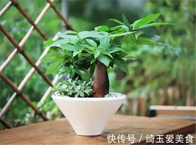 发财树|金钱树与发财树,谁更旺?左右为难,不如一起栽培