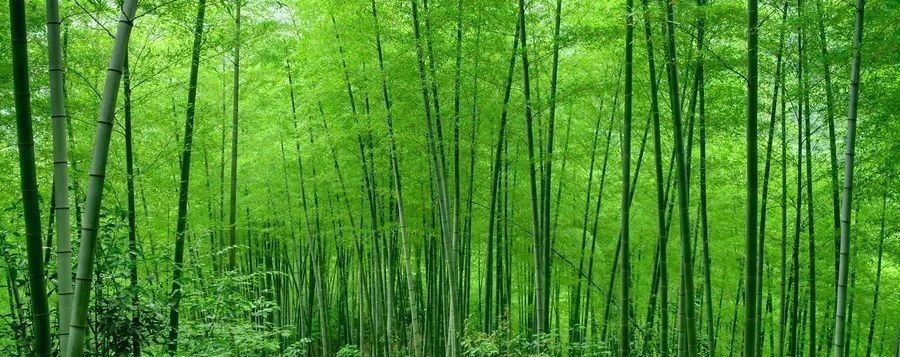 王维|王维笔下最烂的这首诗,关键时刻却救了他自己一命