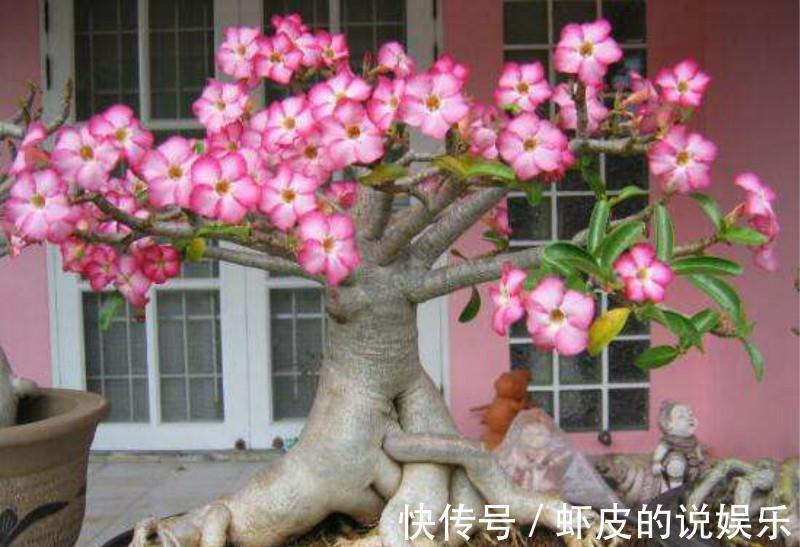 此5种花,整个冬天不浇水都旱不死,一浇就全完