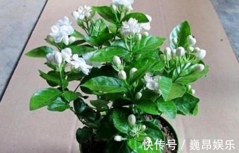 畸形|茉莉花叶片“畸形”不能忽视！消除3个“隐患”，花苞长满枝