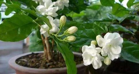 植物|入秋了,扦插6种植物准没错!掐个枝条就能活,半个月长成盆栽
