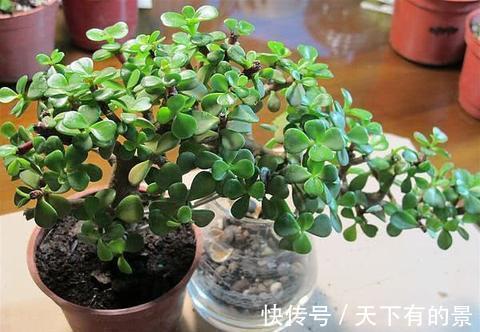 老桩|养金枝玉叶,做到“3多1少”,能快速养成老桩,价值高