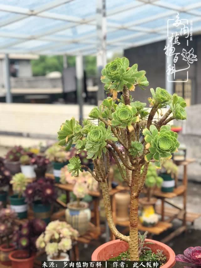 骄阳艳玫瑰，梦幻魔法师！独爱你的百媚千红！