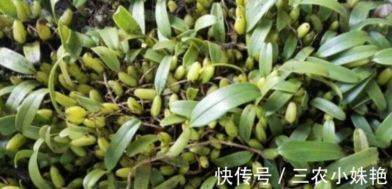 农村|在农村长大的都喝过,牙痛不用上医院,熬水就能治!