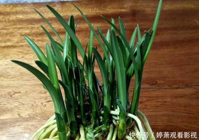 同一种野生植物,在美国是“灾星”,在我国是宝贝疙瘩,不够吃