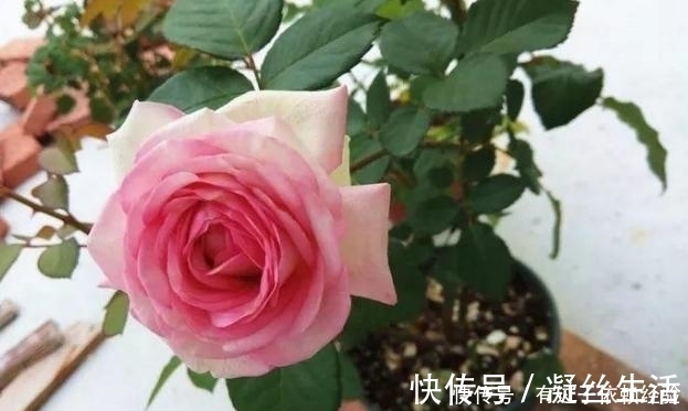 家庭养花,没有肥料也别愁,往土里埋“2个蛋壳”,啥都不缺!