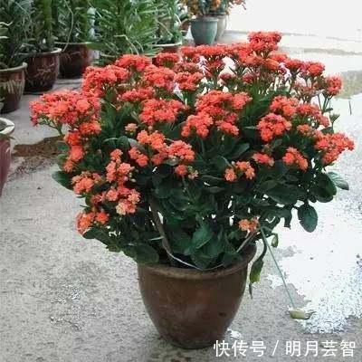 爆盆|长寿花爆盆技巧有哪些,知道这些方法,养护起来更加轻松