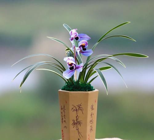 此兰花曾经价格不菲,现在几块钱就能买一盆,花色罕见,值得入手