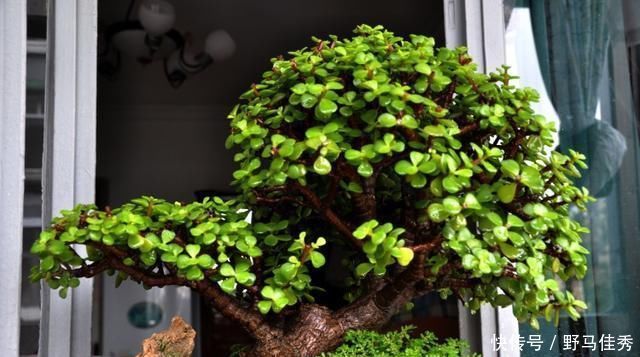 养护金枝玉叶，加点这种“肥水”，很快就枝繁叶茂，观赏价值极高