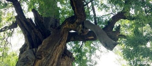 五大|中国五大文化古树 总树龄18800年 少林罗汉树上榜 第1树5000岁!