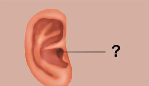 为什么有人是油耳朵,有人是干耳朵?有哪些区别?