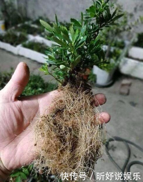 给栀子花喝口“甜水”,叶不黄根不烂,一次能长20个花苞!